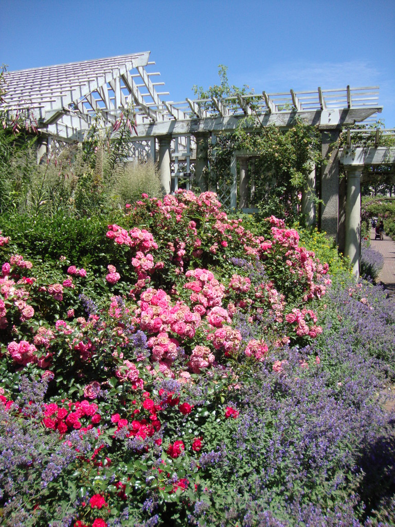 Rose Garden Brooklyn Botanic Garden 2