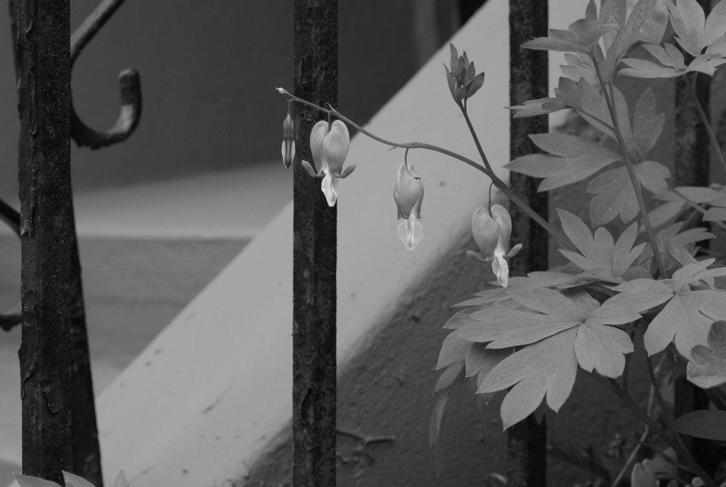 bleeding hearts