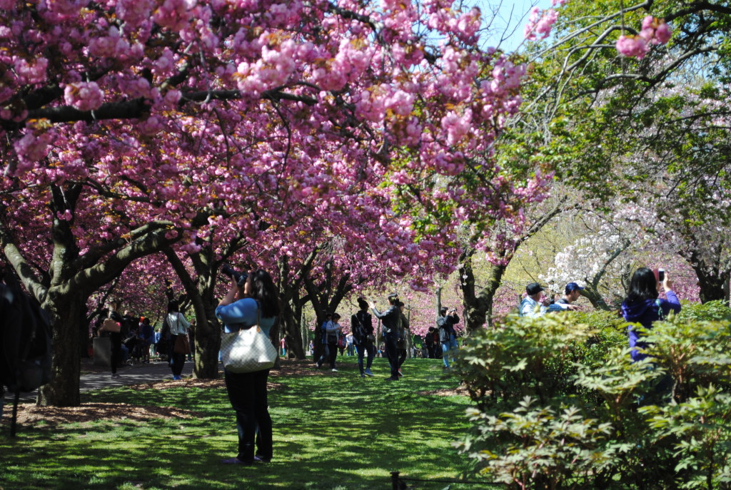 Cherry Esplanade Brooklyn Botanic Garden