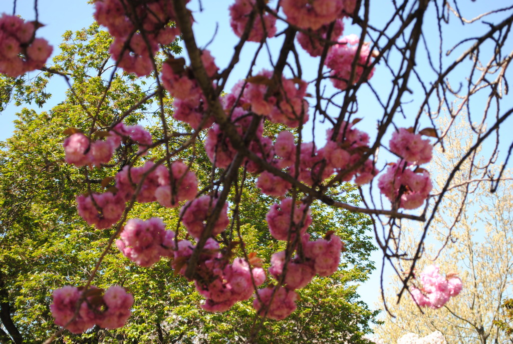 Cherry blossoms Brooklyn Botanic Garden