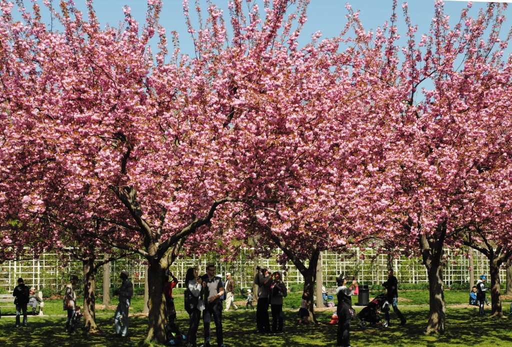 Cherry Esplanade Brooklyn Botanic Garden 2