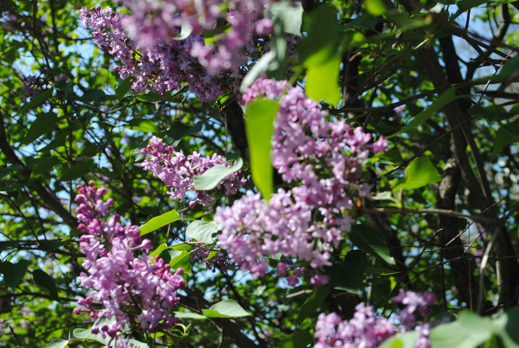 Lilacs Brooklyn Botanic Garden