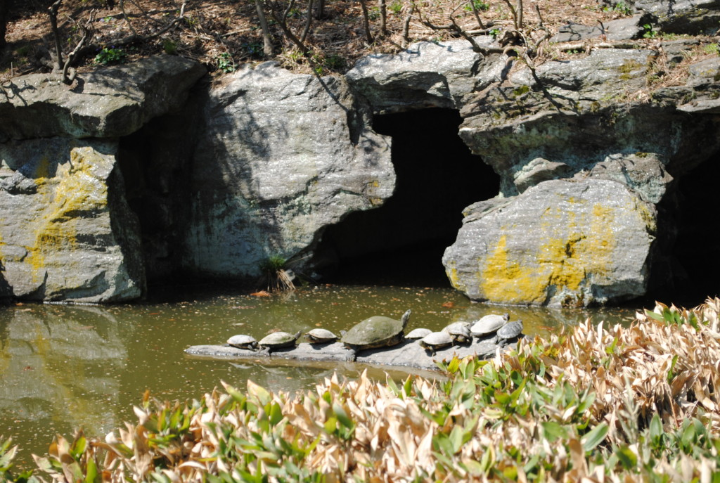 Turtles Brooklyn Botanic Garden