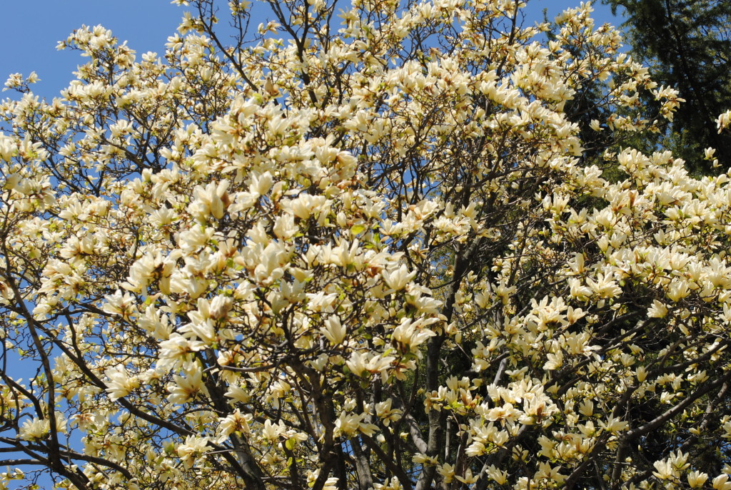 Elizabeth Magnolia Brooklyn Botanic Garden