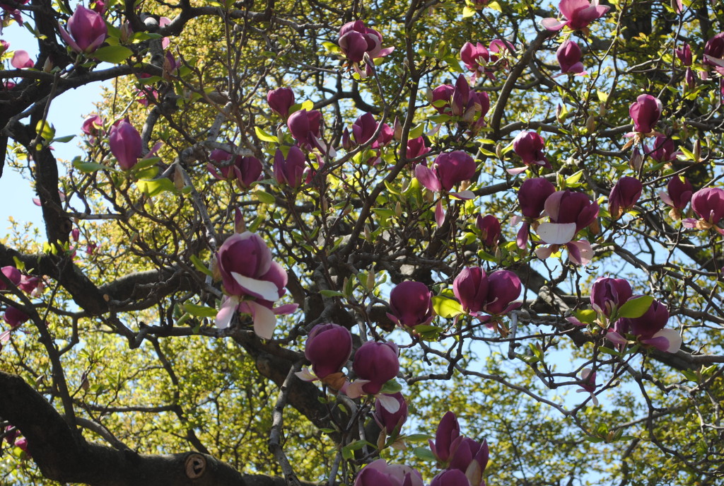 Magnolia Pavilion Brooklyn Botanic Garden