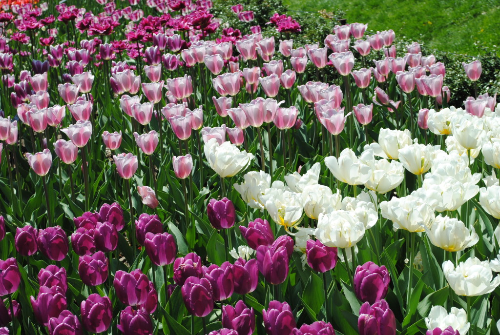 Tulips Brooklyn Botanic Garden