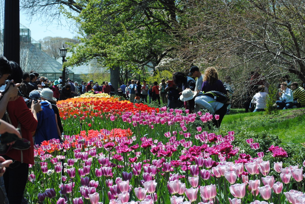 Tulips Brooklyn Botanic Garden